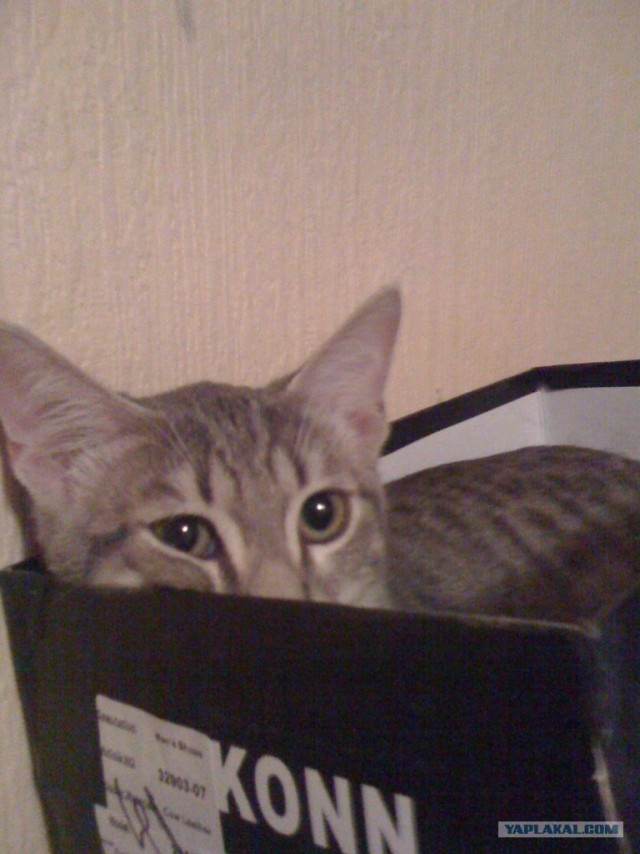 Котовторник 07.08.2012