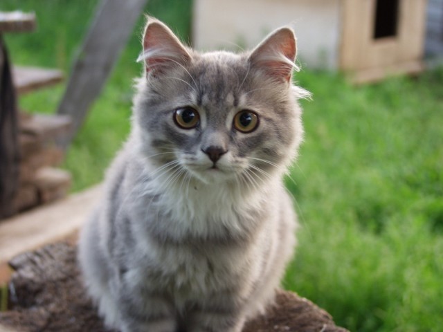 Котовторник  21.08.12