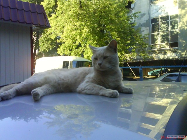 Котовторник 11.09.2012