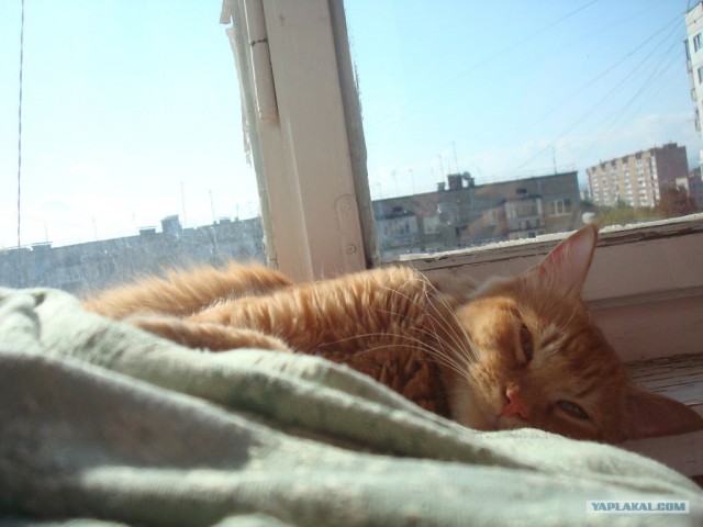 Котовторник  16.10.12