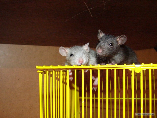 Три крысячьих "пятака"