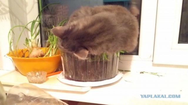 Кошки, которые заснули в самых невообразимых позах