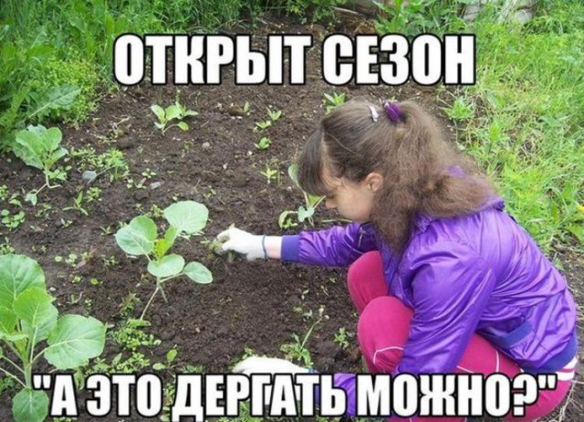 Поедем на дачу?