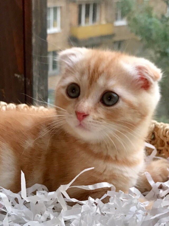 Забавные фото котеек