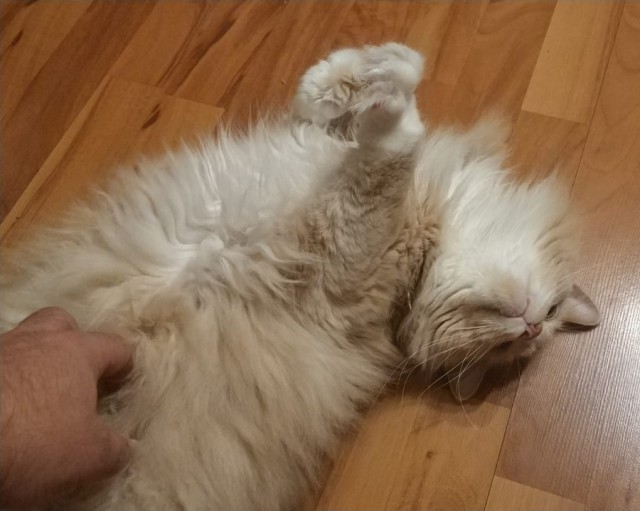 Котовторник