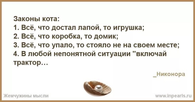 8 основных законов котиков