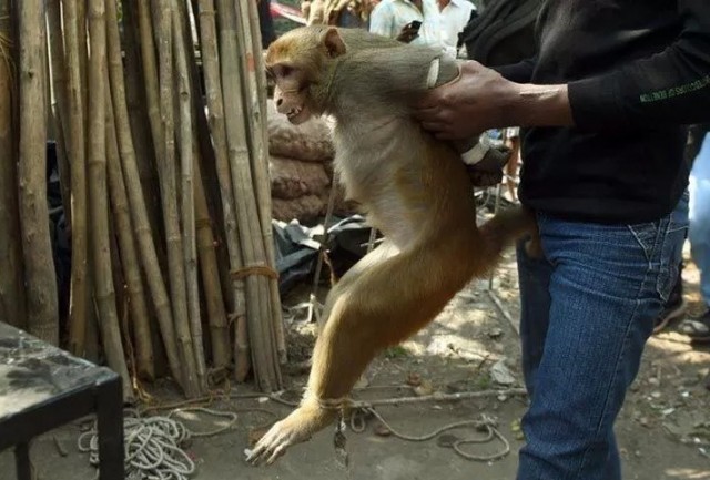 Наказание обезьян-преступниц в Индии