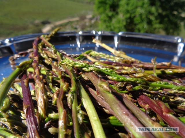 Лапша лугового флота свободного выгула