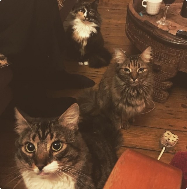 Котофеев пост
