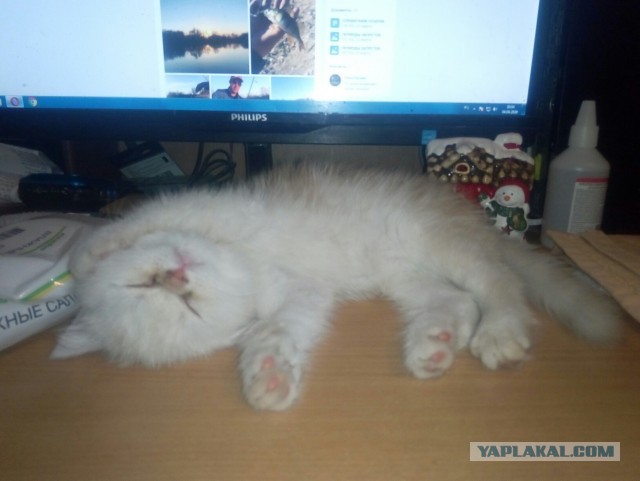 Давайте по котикам, которые с нами на самоизоляции