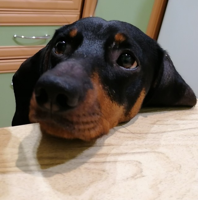 Победители конкурса фотографии Comedy Pet Photo Awards 2020