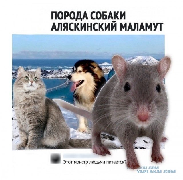 Немного картинок с текстом и без