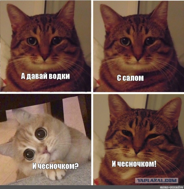 Почему нужно есть сало. Полезные свойства любимого народного продукта