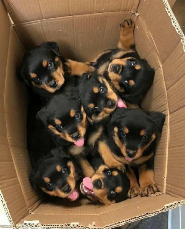 Женщина, у вас щенки рассыпались