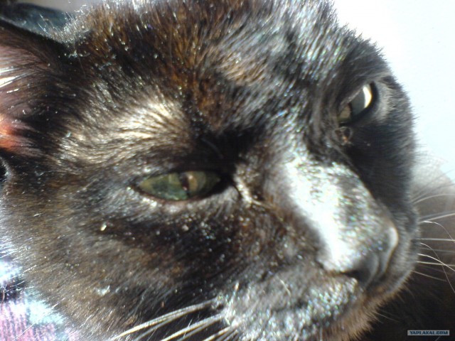 Жестокое обращение с животными ))