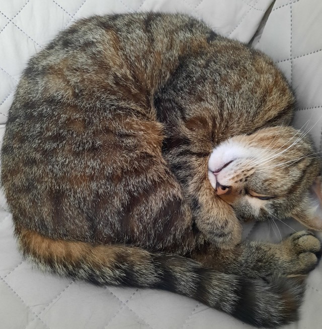 Котовторник!