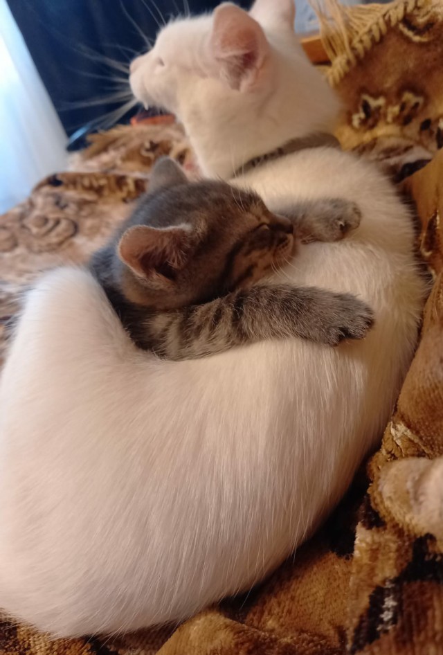 Котовторник (свои добавляем)