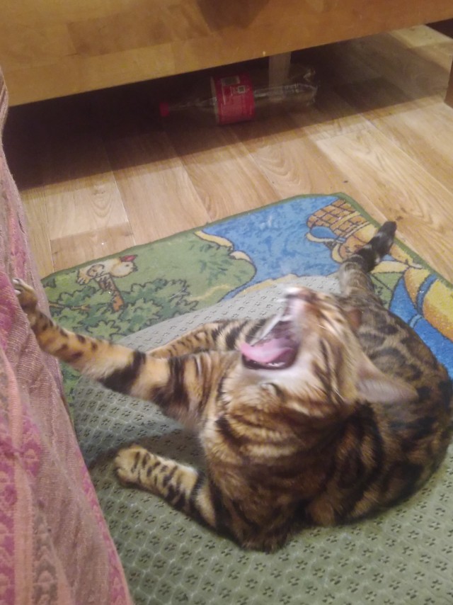 Котовторник (свои добавляем)