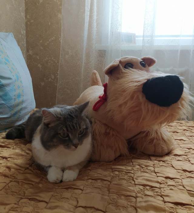 Котовторник 28.09.21