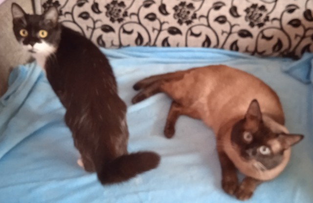 К котовторнику