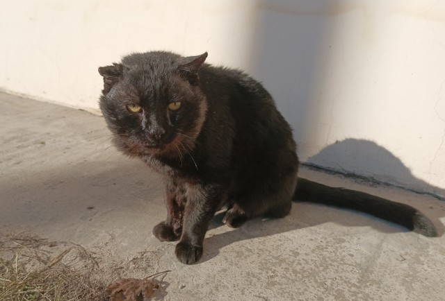 Котовторник