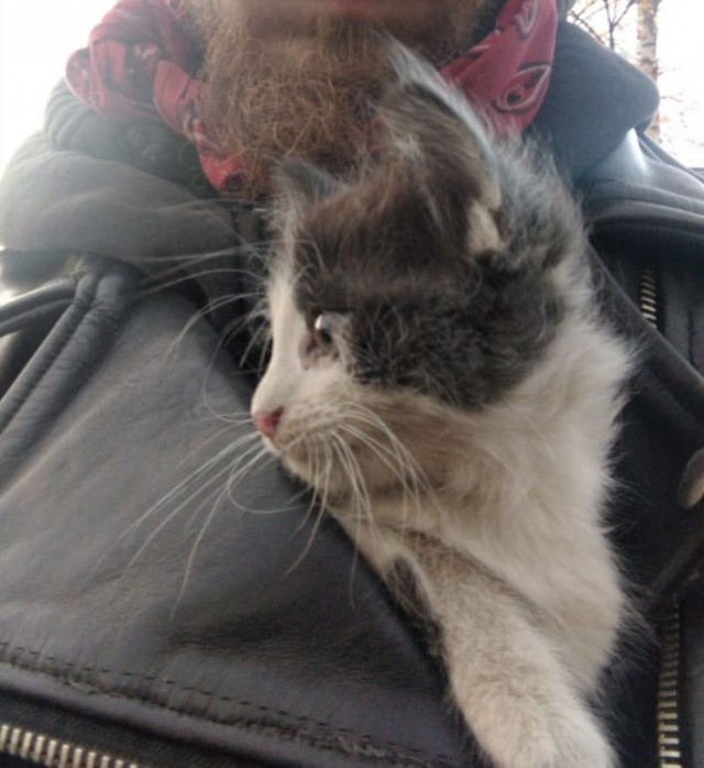Котики - наше всё!