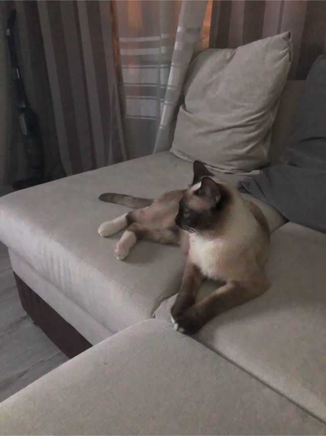 Котовторник
