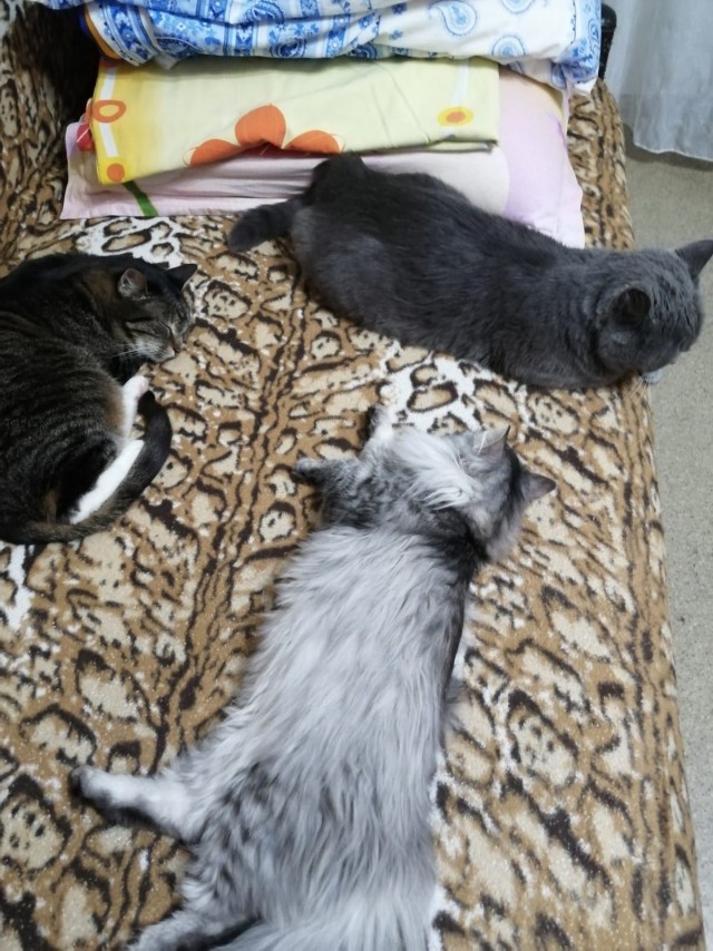 Котовторник ведь начался!