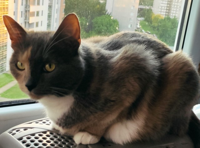 Котовторник. Немного сицилийских котов.