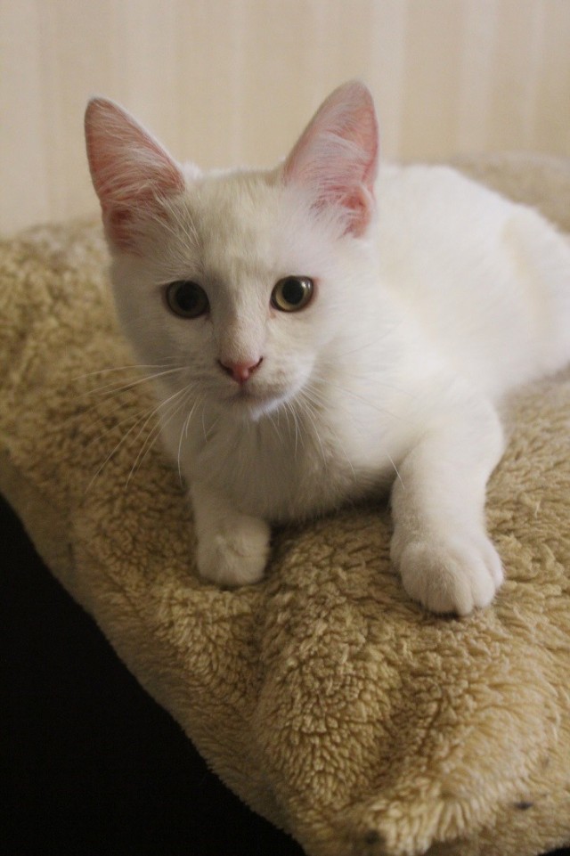 Шерстяной котовторник. Октябрь 2022