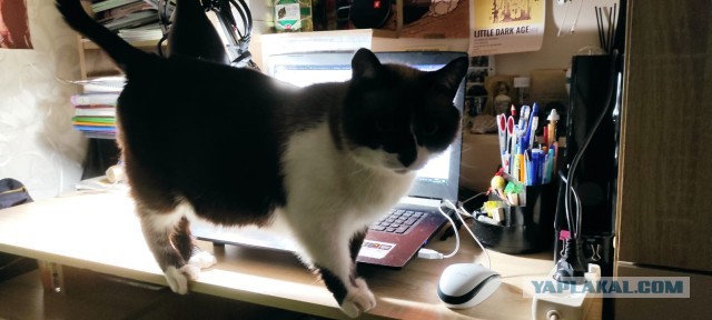 Котенок проснулся