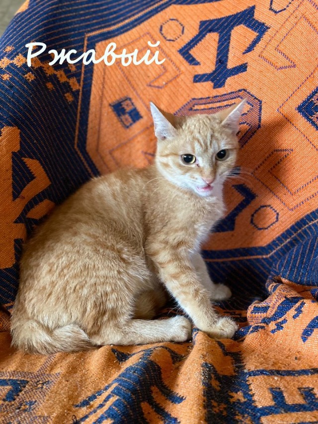 Жизнь домашнего приюта "Котоленд" 367