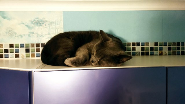 Котовторник 17.01.23