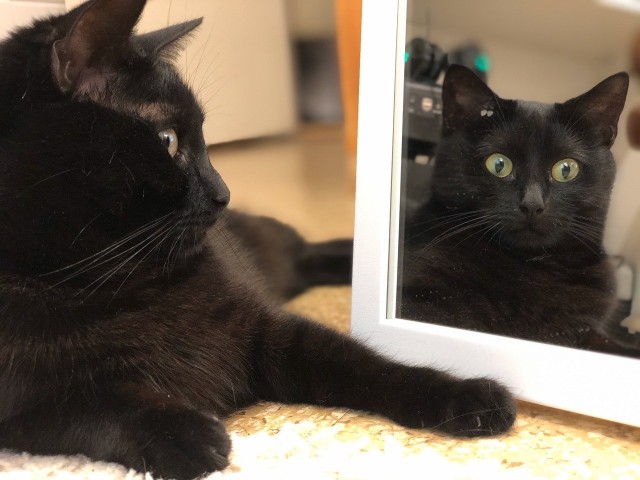 Коточетверг!