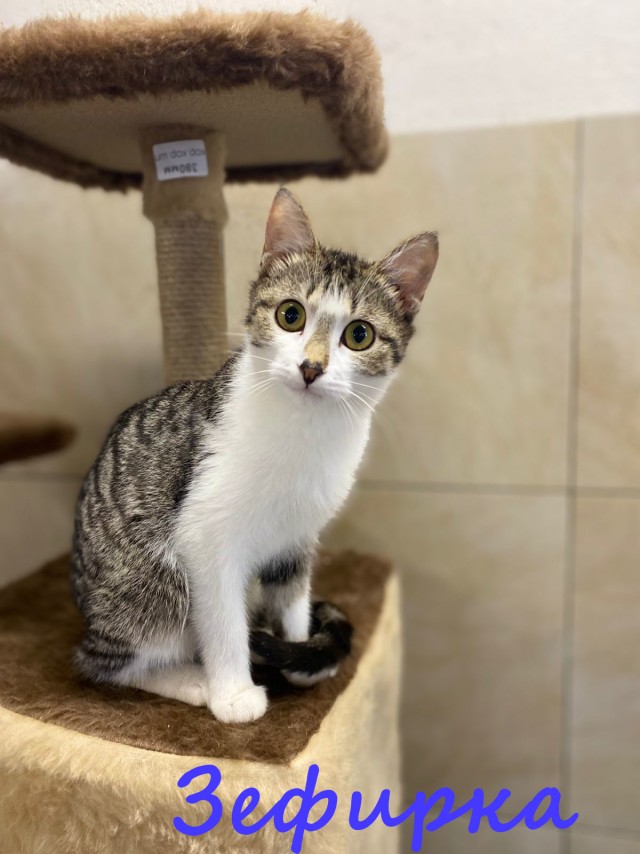 Жизнь домашнего приюта "Котоленд" 388