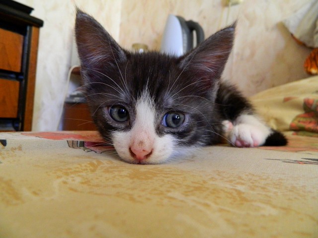 Ненужный кот