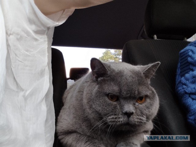 Толстые коты