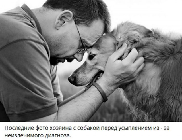 Собаки из истории в картинках
