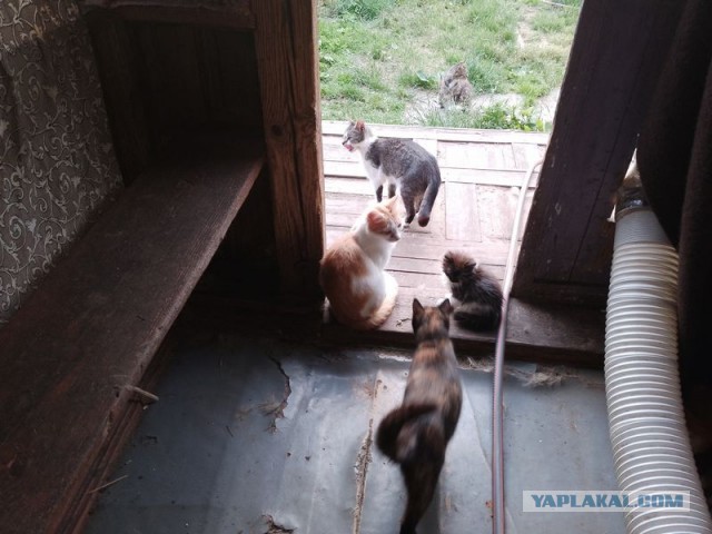 Жизнь домашнего приюта для котеек 499