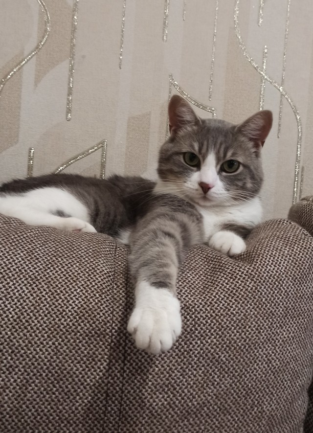 Котовторник!