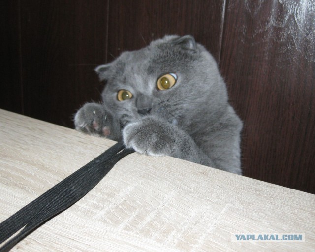 Котовторник 21.05.2013