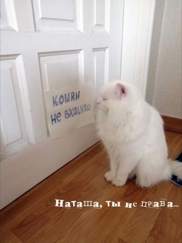 Никакие картинки и тексты