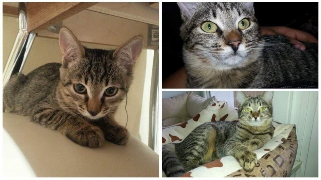 Котовторник, от мала до велика
