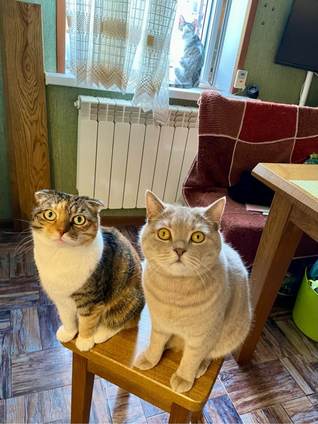 Котенок по имени "Гав"