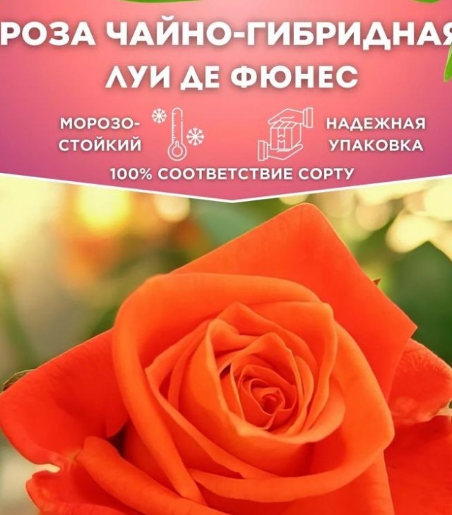 Луи де Фюнес