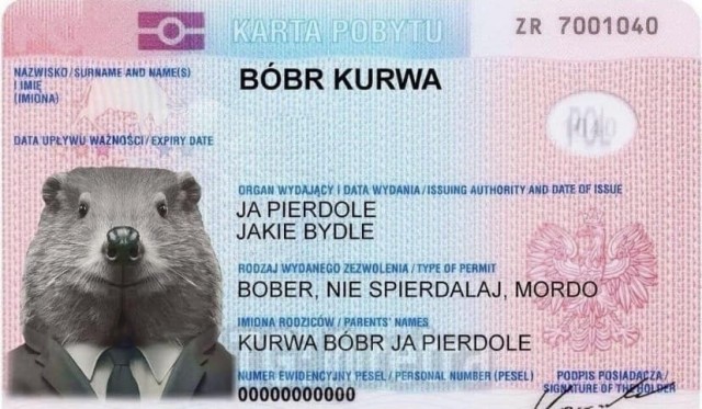В Чехии бобры за два дня построили плотину, которую местные власти согласовывали семь лет