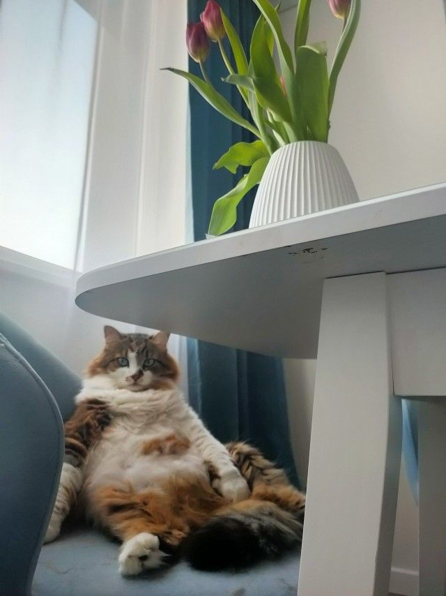 Фиби, Буся, Мадам Бу-Бу