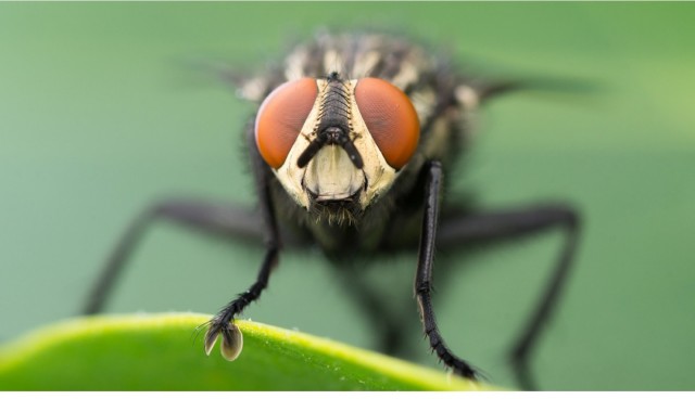 В Швеции предложили дать права мухам