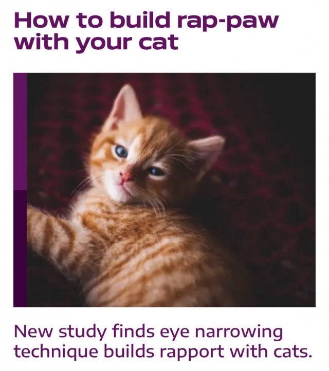 Учёные: коты флиртуют с нами, когда медленно моргают