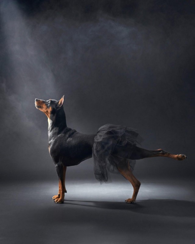 К собакочетвергу: 13 самых забавных фото собак за всю историю конкурса Dog Photography Awards